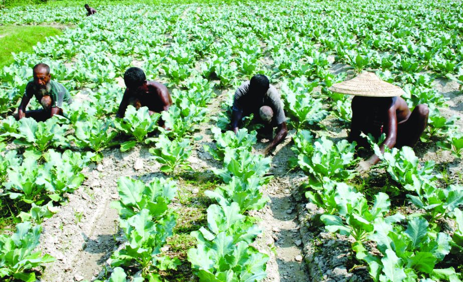 BOGRA: Farmers in Bogra are working in cabbage field. This picture was taken from Shakharia area yesterday.