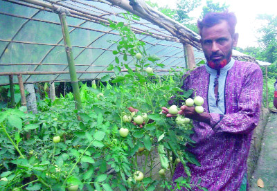 JHENAIDAH: Aminul Biswas of Dhaura village in Sailkupa Upazila showing tomatoes in his garden.
