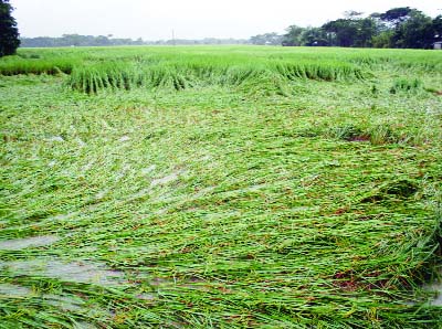 PATUAKHALI:A vast tract of IRRI Paddy fields in Patuakhali have been damaged by cyclone Nada. This picture was taken on Saturday.