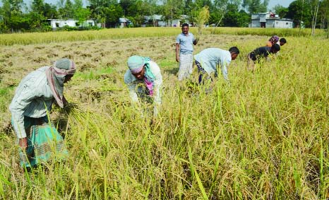 BOGRA: Farmers in Bogra are passing busy time in harvesting Aman paddy. This picture was taken from Ashikpur Union in Shahjahanpur Upazila yesterday.