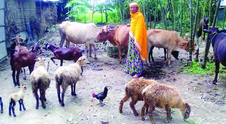 RANGPUR: Getting revolving loans under the Ekti Bari, Ekti Khamar Project Alifa Begum of Kursha Balorampur village in Rangpur Sadar Upazila has changed her fortune through animal husbandry.