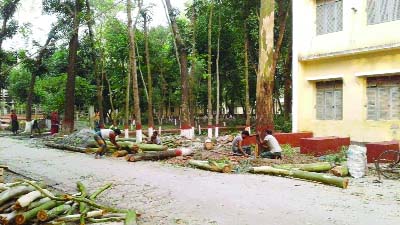 BARISAL: B M College authority cutting trees to expand campus road on Saturday.