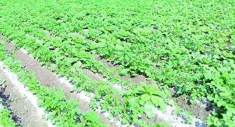 RANGPUR: A view of an early variety potato field growing well in a village in Gangachara Upazila.