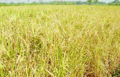 BOGRA: A ripe Aman paddy field at Gabtoli Upazila predicts bumper production this year . This picture was taken yesterday.