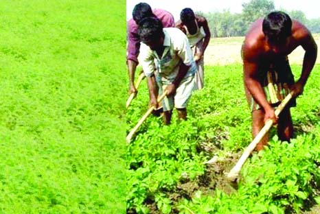 RANGPUR:The landless, river-eroded and char people cultivating various crops on the dried-up riverbeds and char lands along Brahmaputra basin this season.