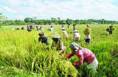 SYLHET: Farmers in Sylhet are busy in Aman Paddy harvest. This picture was taken from Khadimpara area in Sylher Sadar Upazila on Saturday.
