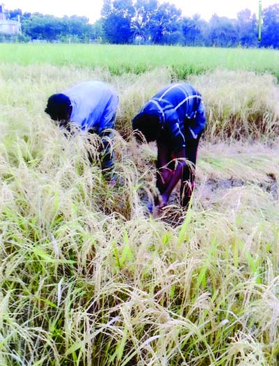 GOPALGANJ: Farmers harvesting T-Aman paddy at Gobra under Gopalganj Sadar Upazila on Wednesday.