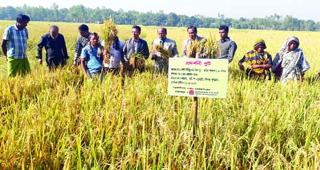 NILPHAMARI: RDRS Bangladesh organised field day at research plots of flood tolerance BRRI dhan51, BRRI dhan 52, dhan 12 in Noyagram village in Ulipur Upazila on Thursday.