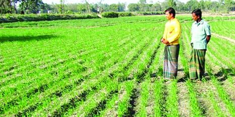 RANGPUR: Farmers started cultivation of wheat in all five districts in Rangpur Agriculture Region during this Robi season.