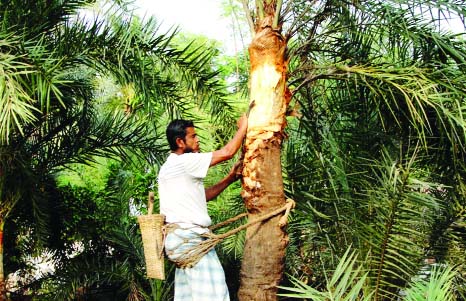 KHULNA: With the advent of the winter , a date juice collector seen making the tree ready . This picture was taken from Digholia area .