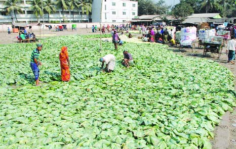 BOGRA: Winter vegetables growers facing problems in marketing their products due to transport strike in Bogra.This picture was taken from Mahaasthan in Bogra yesterday.