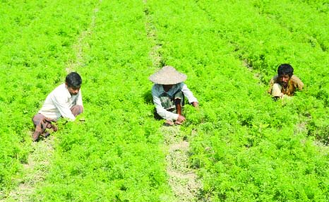 BOGRA: Farmers are weeding out carrot field. This picture was taken from Shakharia area in Bogra yesterday.