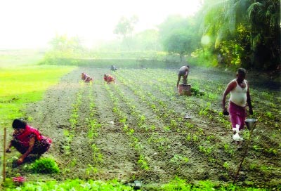 GOPALGANJ: Farmers of Silna village under Sadar Upazila are passing busy time for cultivating winter vegetables.