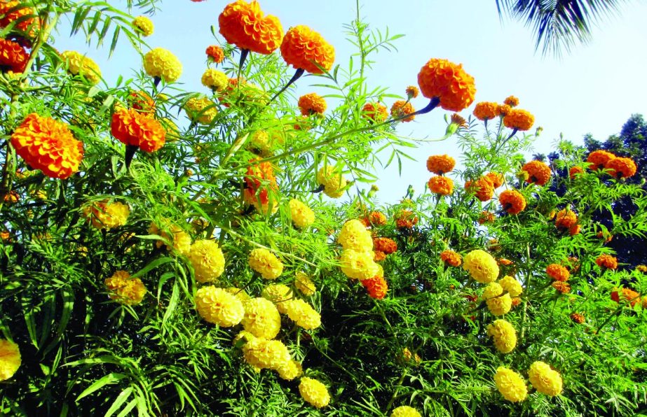 NATORE: A flower garden at Bashbagh village in Naldanga Upazila predicts bumper flower cultivation in Natore . This picture was taken on Saturday.