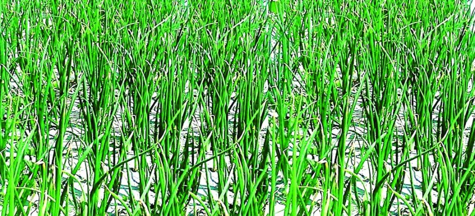 RANGPUR: Onion cultivation continues in full swing as the enthusiastic farmers showing more interest in farming the spicy crops this season in all five districts in Rangpur Agriculture Region.