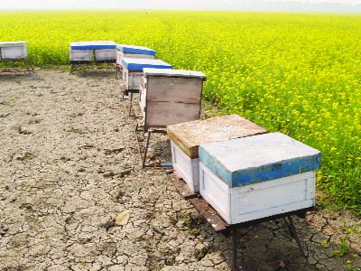 RAJSHAHI: Farmers engaged in honey extraction in a mustard field at Rajshahi.