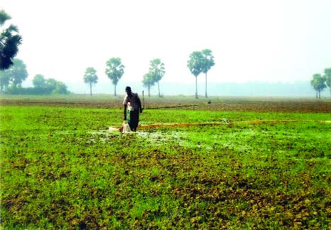GOPALGANJ: A farmer watering in wheat field using pump at Chandibardi Village in Muksudpur Upazila.