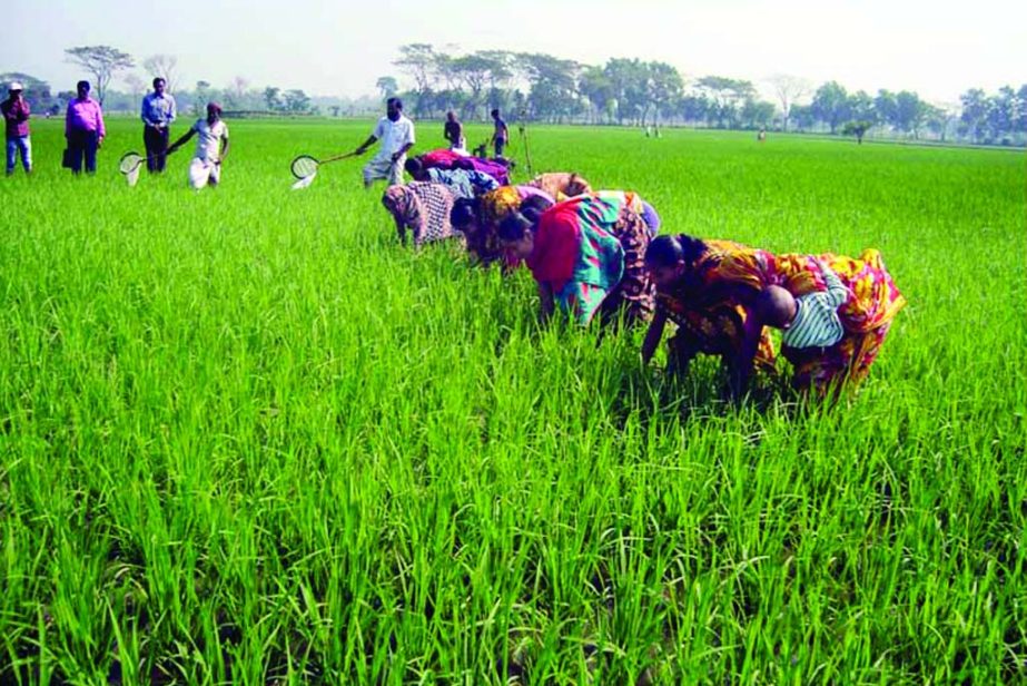 GAFARGAON (Mymensingh): Women labourers are working in Boro Paddy field in Gafargaon. This picture was taken on Tuesday.