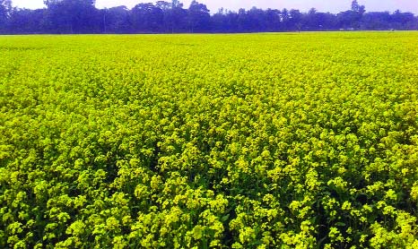 NARSINGDI: A view of a mustard field at Hasnabad village in Raipur Upazila in Narsingdi This picture was taken on Friday.