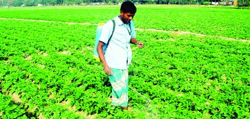 RANGPUR: The tender potato plants growing excellent in village Mominpur in Sadar Upazila in Rangpur predicting bumper production of the crop. This snap was taken on Friday.