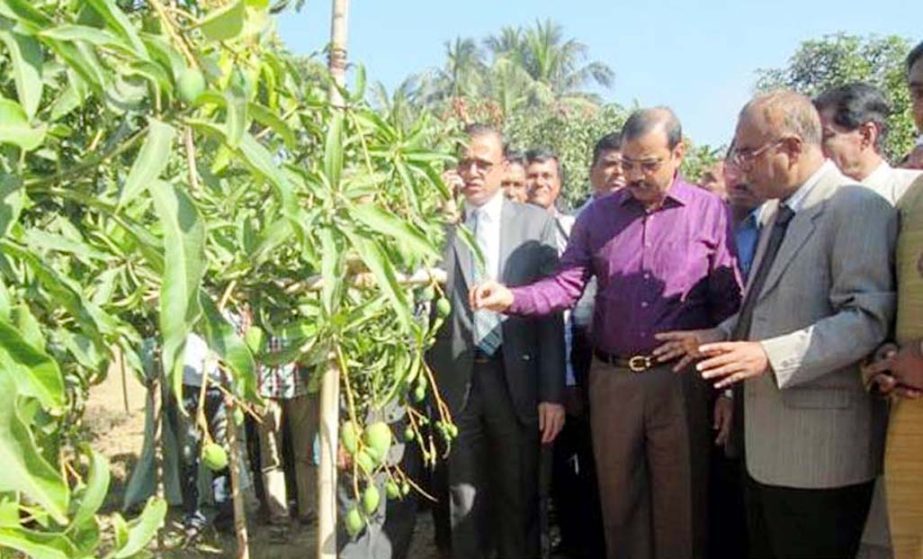 CCC Mayor AJM Nasir Uddin witnessing the multi-species mango tree at Chittagong Agri Research Centre on Tuesday.