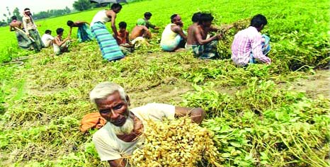 RANGPUR: An all-time record groundnut production is expected as the farmers have exceeded the fixed farming target by 15.40 per cent in Rangpur Agriculture Zone during the current Rabi season.