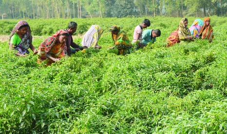 BOGRA: People in Bogra are busy in picking up chillies from their fields. This picture was taken from Nondail Village yesterday.