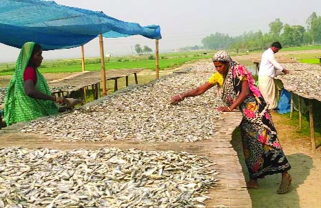 NATORE: Locals at Chalon Beel in Natore are passing busy time in dry fish processing. This picture was taken on Saturday.