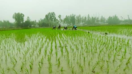 GAIBANDHA: Framers in Gaibandha busy in planting saplings of Irri- Boro paddy. This picture was taken from Putimari Village in Saghata Upazila on Sunday.