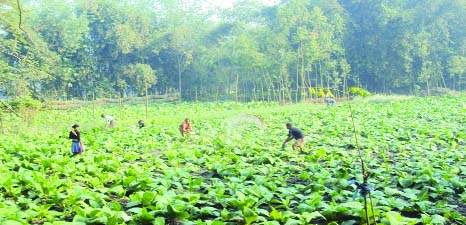RANGPUR: Bumper tobacco production has been expected in Rangpur this year. Farmers taking care of tobacco field at Gangachhara.