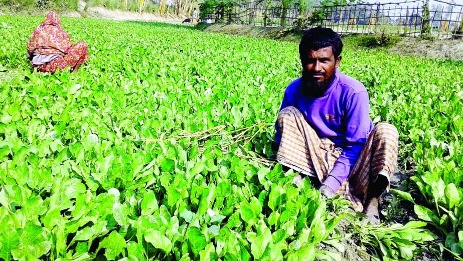 RANGPUR: Farmers working in their Palong Shak (spinach) field in Rangpur. This snap was taken on Tuesday.