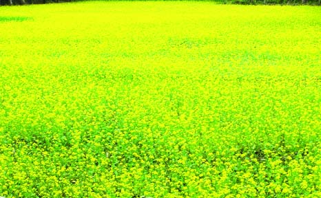 KHULNA: A mustard field at Khornia Village in Dumuria Upazila predicts bumper production. This picture was taken yesterday. .