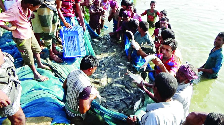 SIRAJGANJ: Beneficiaries fishing in a pond of Nimgachhi Project in Raiganj Upazila recently.