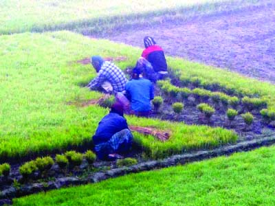 KURUGRAM: Labourers in Kurigram are working in a paddy field in severe cold as foggy weather has began again and remains till noon. This picture was taken from Jatrapur Village in Kurigram Sadar Upazila on Wednesday.