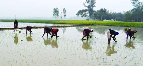JOYPURHAT: Farmers in Kalai Upazila passing busy time in planting Irri- Boro paddy. This picture was taken on Friday.
