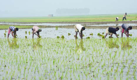 BOGRA: Farmers in Bogra are busy in planting IRRI paddy. This snap was taken from Sariakandi Upazila on Sunday.
