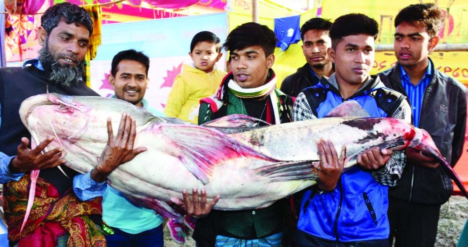 BOGRA: Visitors gathered to see 82- kg ' Baghar Fish' at traditional Poradah Mela in Gabtoli Upazila yesterday.