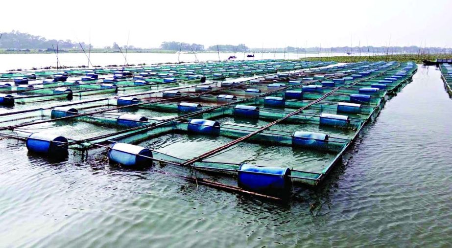 NARSINGDI: A view of new type of fish farming in Narsaingdi.