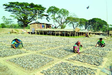 SYLHET: Labourers in Sylhet are passing busy time in dry fish processing. This snap was taken from dry fisgh shed Biswanath Upazila on Wednesday.