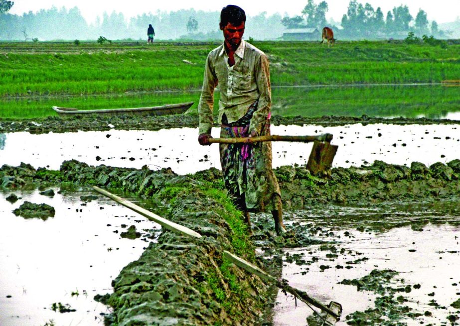 SIRAJGANJ: Farmer spending busy time to prepare Boro seedbeds at Bohuli Village in Sadar Upazila yesterday.