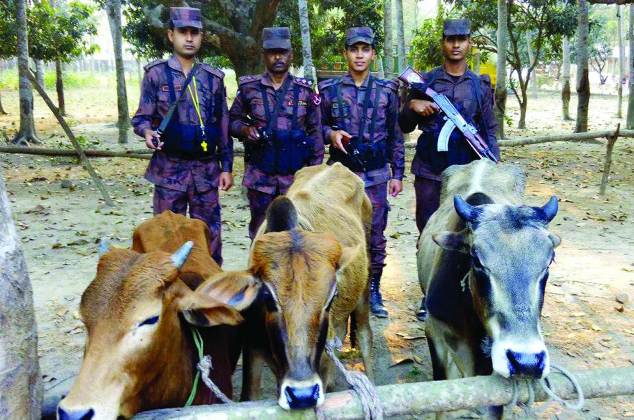 CHUADANGA: Members of BGB in Chaudanga seized three cows from Uthuli area in Jibonnagar frontier on Tuesday.