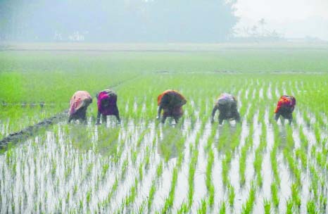 SUNDARGANJ(Gaibandha): Women labourers in Gaibandha are working in Boro paddy field at low wages. This picture was taken from Subarnodah Upazila in Ramjibon Union on Saturday.