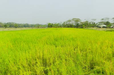 PATUAKHALI: Excellent yield of Mustard field in Patuakhali predicts bumper production. This picture was taken yesterday.