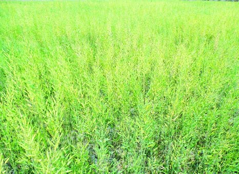 PATUAKHALI: Bumper mustard production has been achieved in Patuakhali this year.