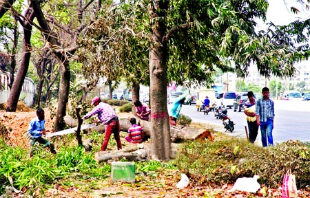 Authorities concerned felling trees beside the New Airport Road as part of 'beautification' and a project for constructing passenger shades and fountains. The photo was taken from near Radisson Blu Water Garden Hotel in the capital on Thursday.