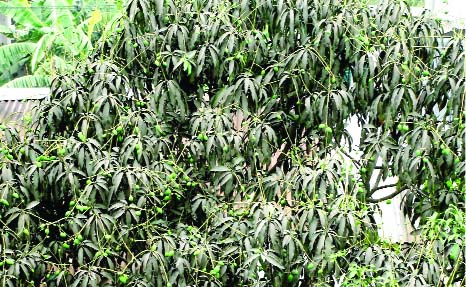 KHULNA: A view of budding mango tree predicts bumper production . This picture was taken from city's Daulatpur area yesterday.