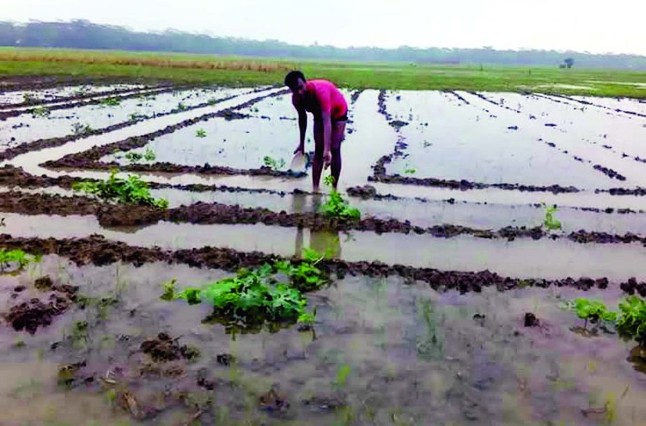 BARGUNA: A farmer at Amtoli Upazila trying to save his Robi crops as about 26 hectares of the crops land have been submerged due to heavy downpour recently. This picture was taken on Tuesday.