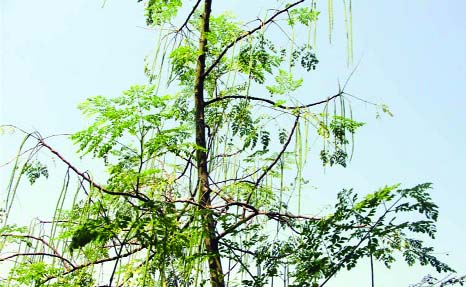 KHULNA: A drumsticks tree in Dighonia Upazila shows bumper yield this year.