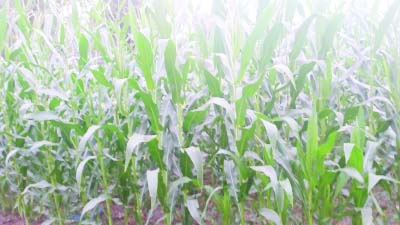 GAFARGAON(Mymensingh): A view of a maize field at Gafargaon Upazila predicts bumper production of the crop.