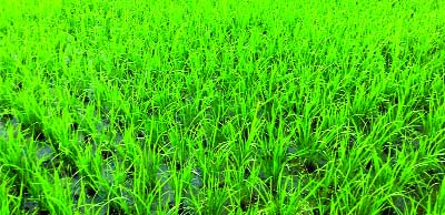 RANGPUR: Tender Boro plants in a field in Rangpur growing excellent amid favourable climate condition.